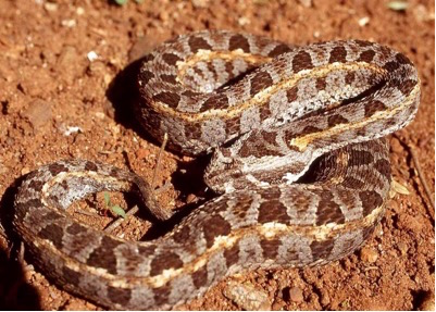 kenya horned snake