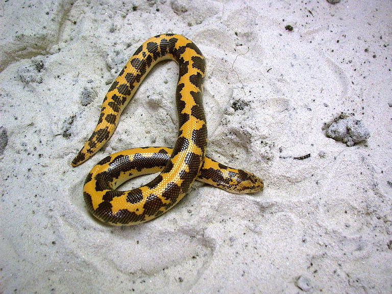 kenya horned snake