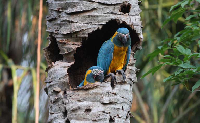 expandir evitar Murciélago Guacamayo barba azul: cómo revitalizar poblaciones silvestres de loros con  aves cautivas