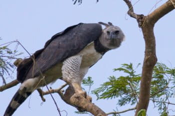 Adult harpy eagle image courtesy of Tom Ambrose.