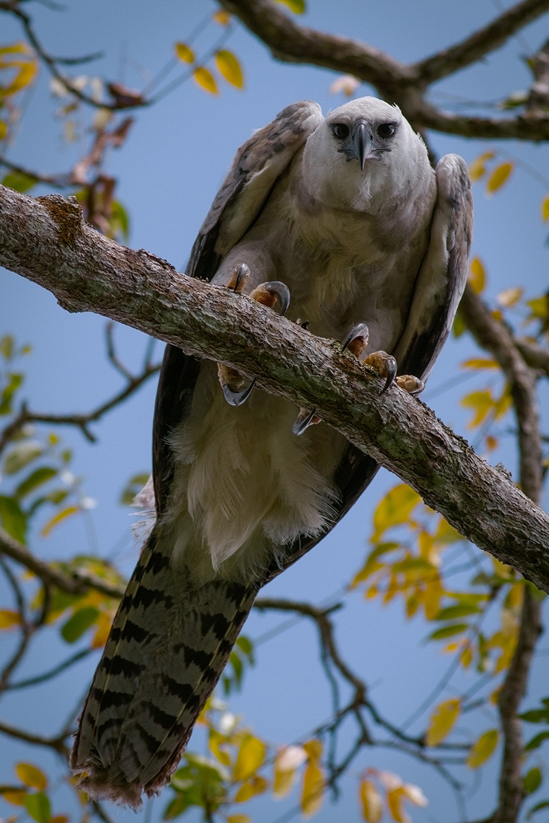 A Whitley Award winner's 20-year battle to save the world's largest eagle in  Venezuela