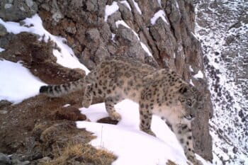 A snow leopard in the Sanjiangyuan region of China's Qinghai province, captured by camera trap. Photo courtesy of Shanshui Nature Center.