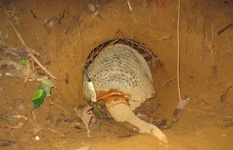 GPS tag attached to shell of a giant armadillo getting ready to enter its burrow 