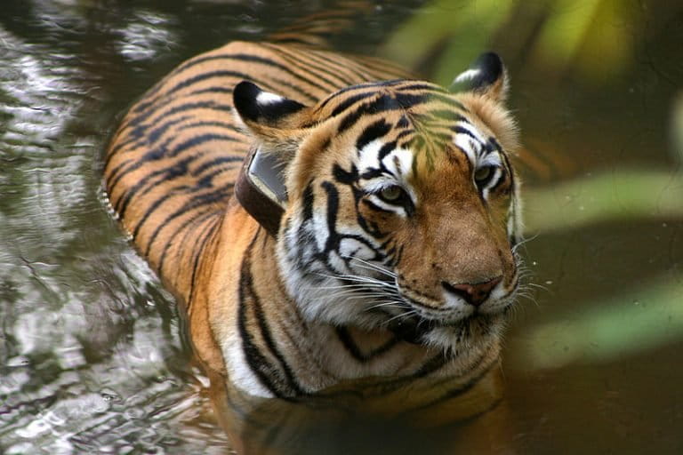 Tigress with tracking collar in India