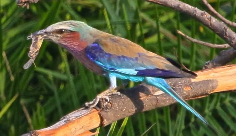 Researchers are working with companies to develop GPS tags small enough to be safely worn by medium-sized birds like this roller