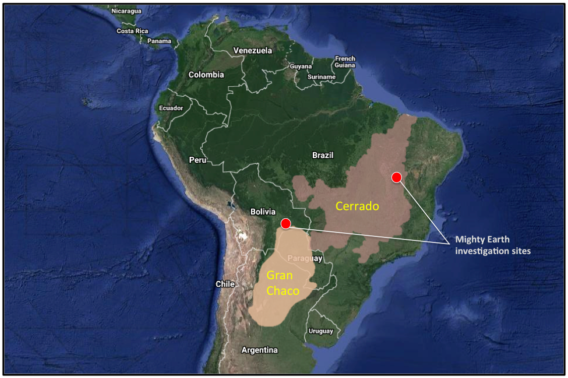 New soy driven forest destruction exposed in South America