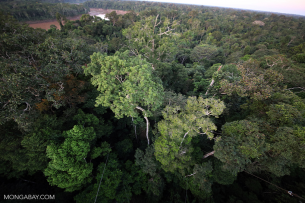 Forests scramble to absorb carbon as emissions continue to increase