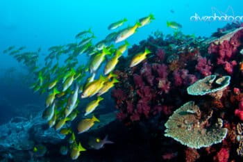 Sodwana Bay, South Africa. Photo by Greg Asner/www.Divephoto.org.