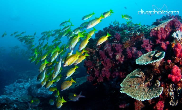 Sodwana Bay, South Africa. Photo by Greg Asner/www.Divephoto.org.