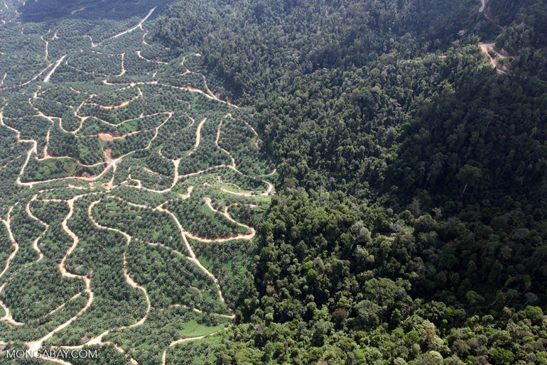 Kebun sawit yang berdekatan dengan hutan tropis di Kalimantan. Foto: Rhett A Butler/ Mongabay 