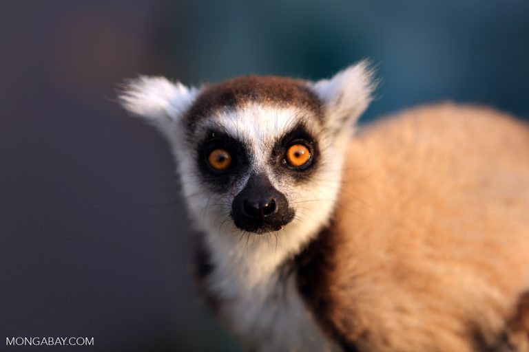 Ring-tailed lemur. Photo by Rhett A. Butler.