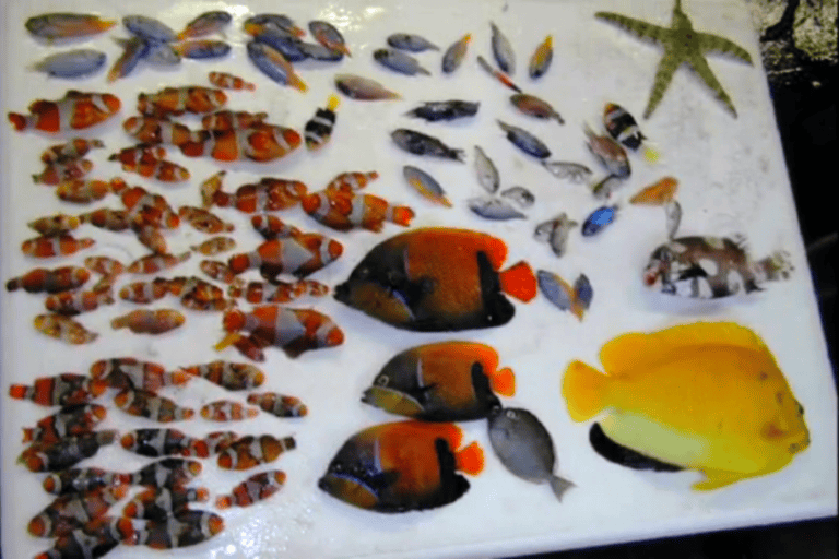 Reef fish that did not survive the cyanide spray.