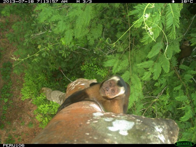 Brown, or tufted, capuchin climbing.