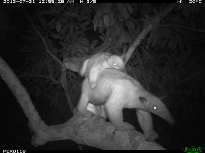 Tamandua and her young cross the canopy bridge after midnight.