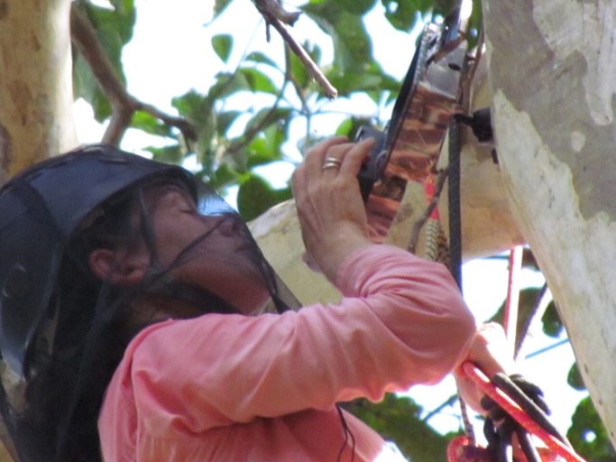 Tremaine Gregory programming a camera trap to monitor a canopy bridge