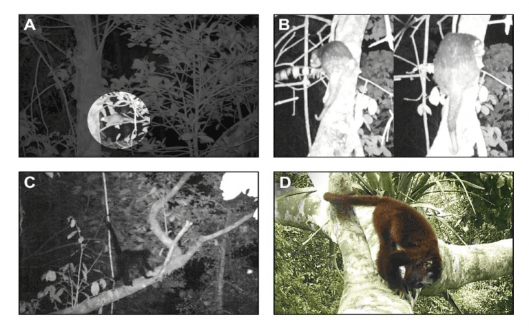 Four species detected by Whitworth and colleagues using arboreal camera traps.