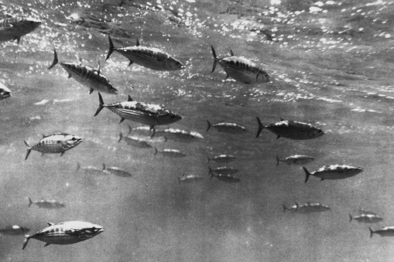 A shoal of skipjack tuna, a primary fishery of the western and central Pacific. 