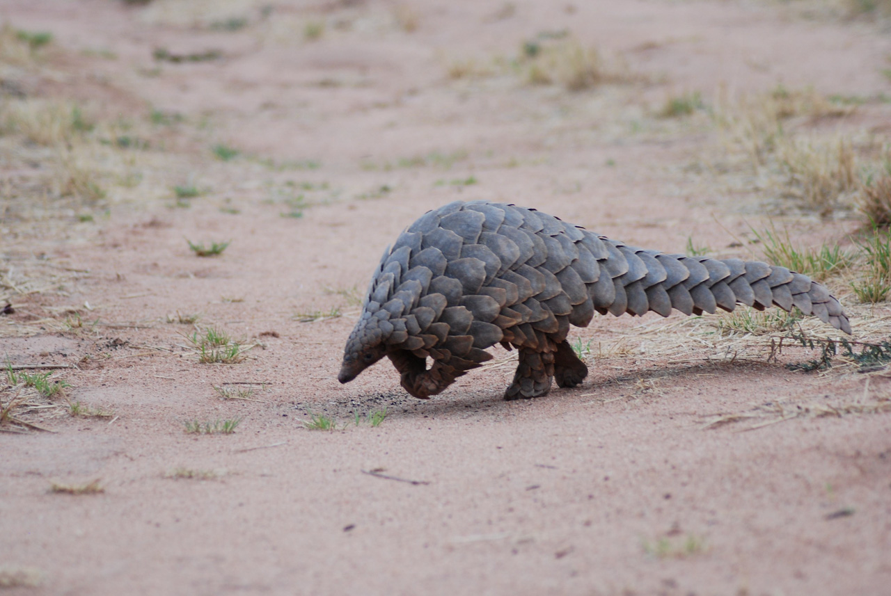 Investigating Underground Wildlife Trade on Instagram