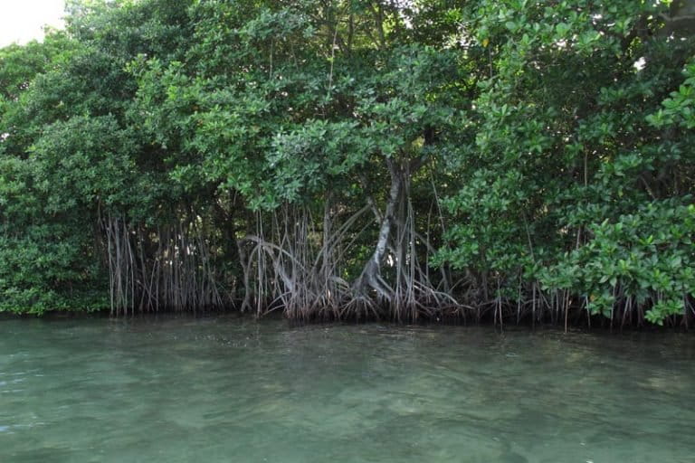 Tangled mangrove roots are a nursery for all kinds of marine life. Photo by Erik Hoffner for Mongabay