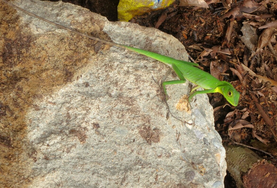 Rainforest lizard seeking sun