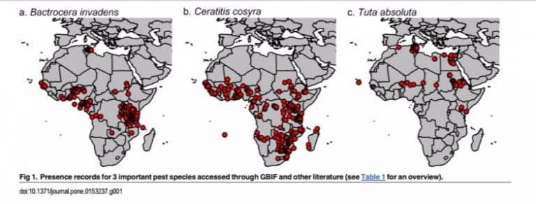 Maps of Distributions of 3 agricultural pests created using occurrence data from the GBIF.