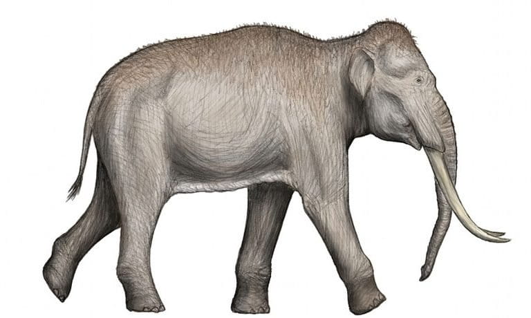 The straight-tusked elephant, based on a skeletal depiction and the anatomy of the modern Asian elephant. 