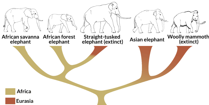 evolution fossil evidence of elephant