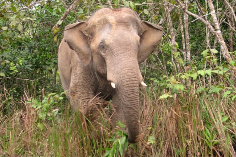 Asian elephants also live in and around forests