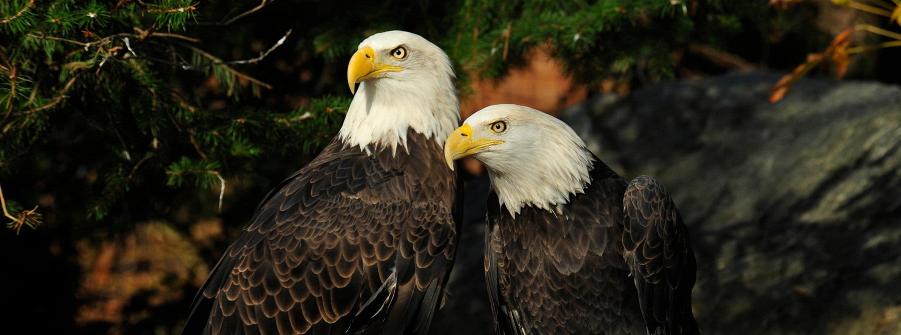 Eagle Gallery: How Do Bald Eagles Mate