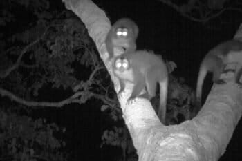 Conservation news on Monkeys