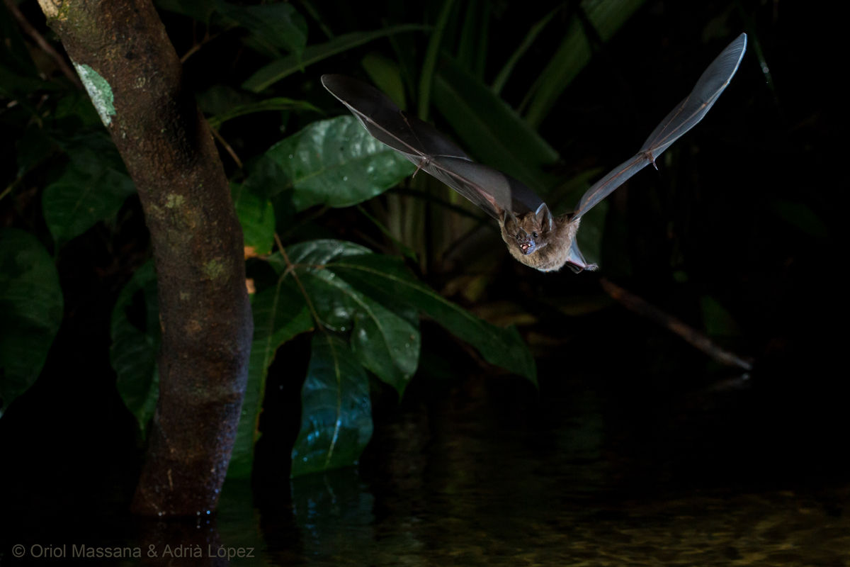Study examines sexspecific responses of Neotropical bats to habitat