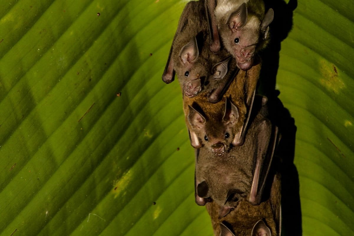 Study examines sexspecific responses of Neotropical bats to habitat