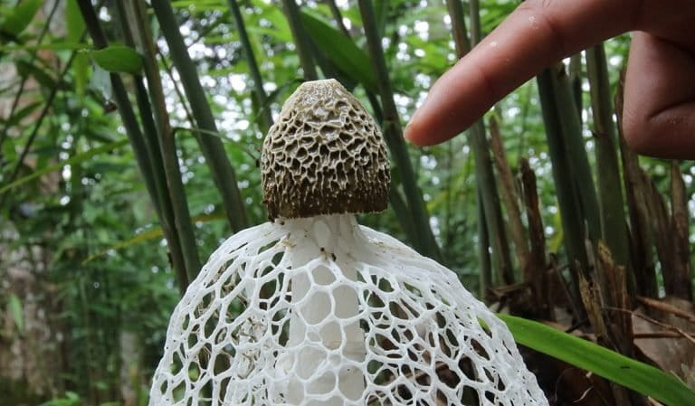 A mushroom in China. Photo by Rhett A. Butler.