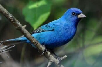 A male indigo bunting pauses in Texas during
