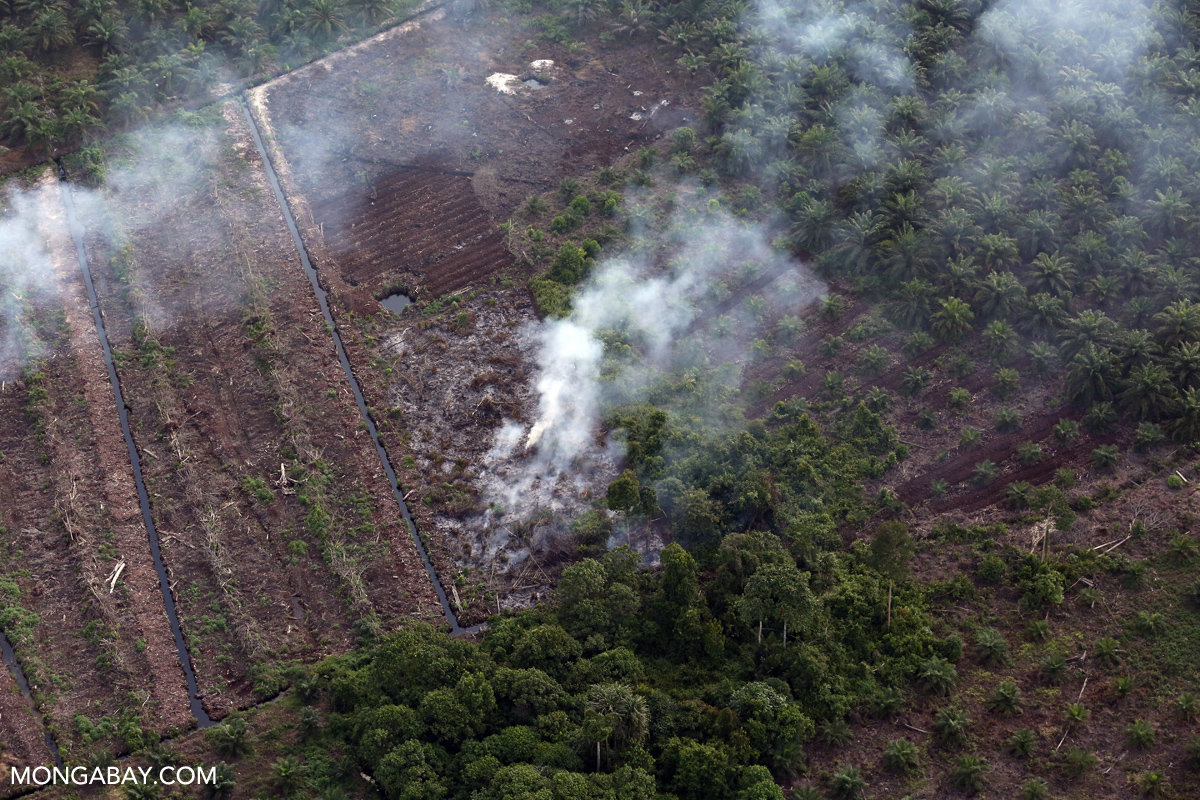 In Borneo, the 'Power of Mama' fight Indonesia's wildfires with all-woman  crew