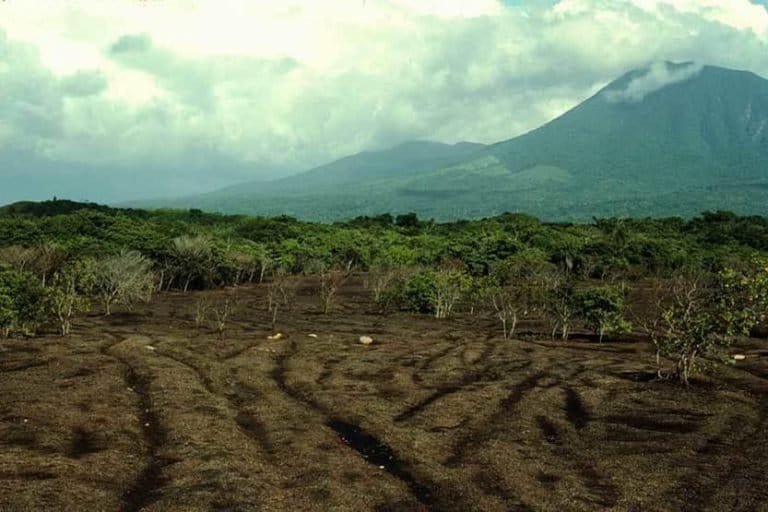 The work of larvae, fungi, and microbes: the dark nutrient-rich soil resulting from the biodegradation of orange peels approximately 6 months after they were deposited on the degraded old pasture. 