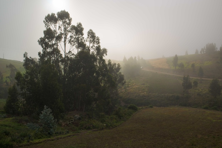 1.A wild patch of eucalyptus trees sprouts up in the middle of agricultural land. Photo by Johnny Magdaleno/Mongabay