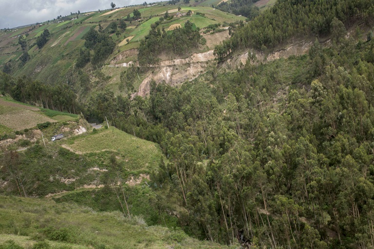 Rashes of wild eucalyptus crowd the Nagsiche River basin. The Ministry of Agriculture’s local branch does not keep track of how many hectares of wild eucalyptus, pine and other exotic species occupy the Salcedo region. Photo by Johnny Magdaleno/Mongabay