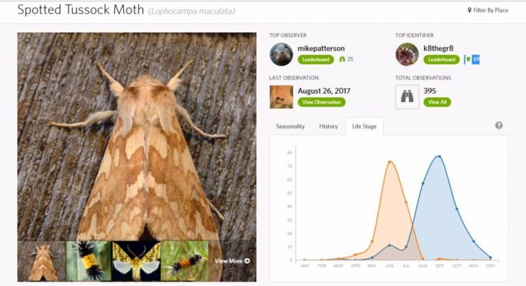 iNaturalist Species page for the Spotted Tussock Moth. User annotations for life stage have created a robust life stage seasonality graph representing the number of observations each month of adult moths and larvae 