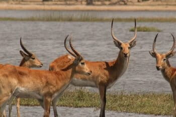 Red lechwe. Photo by Ian Restall/Wikipedia