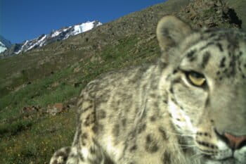 A snow leopard comes in for a close-up. Photo courtesy of Snow Leopard Trust.