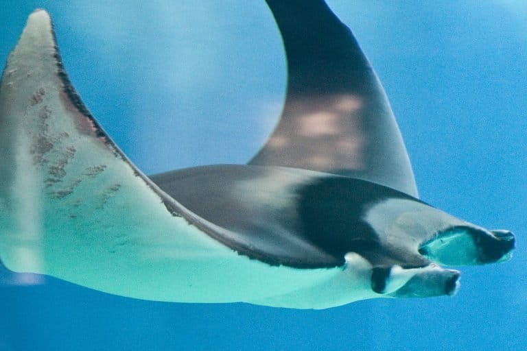 A devil ray, in the genus Mobula, swims through the water column. 