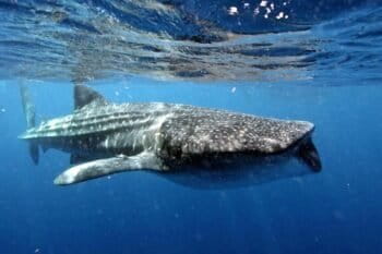 Whale shark off the Yucatan Peninsula in Mexico.
