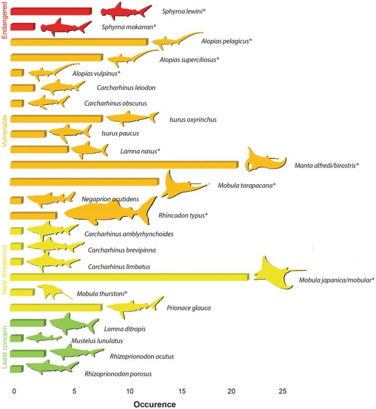 Species identifications for 134 dried shark fin and Mobulidae ray gill plate samples in the study.