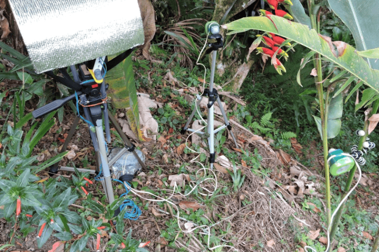 The setup in one hummingbird's territory included a high-speed video camera (covered) connected to two sensors, one on either side of the target flower 