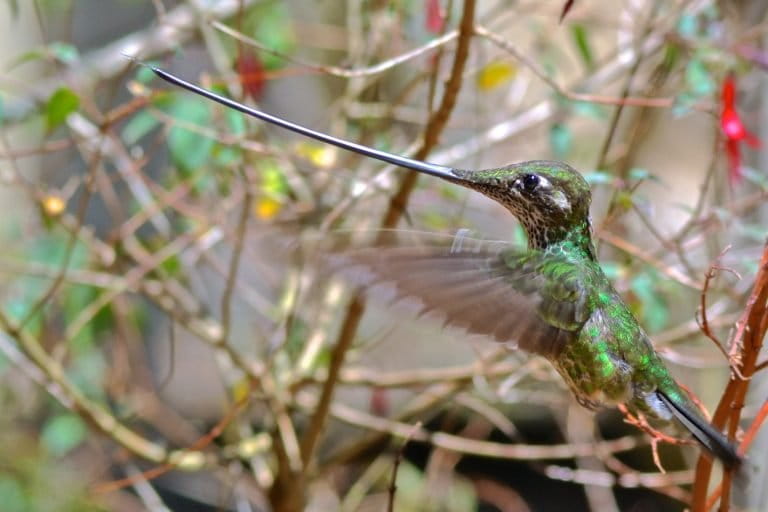 A sword-billed hummingbird can reach into much longer flowers than other species but requires more energy to carry and negotiate the ultra-long bill. 