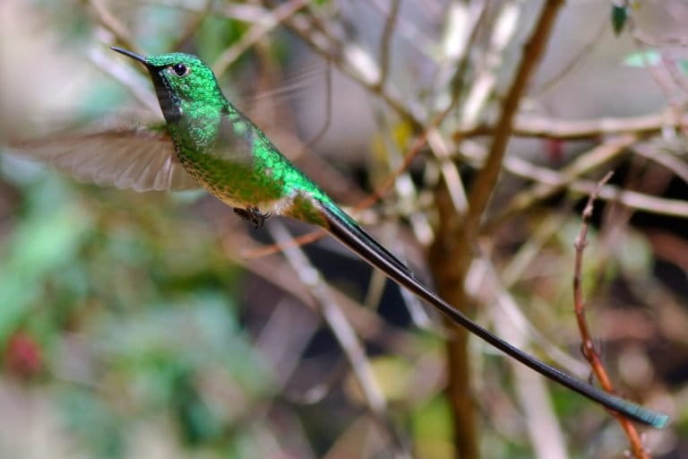 A male green-tailed trainbearer shows his stuff