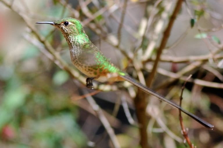 A female black-tailed trainbearer shows off.