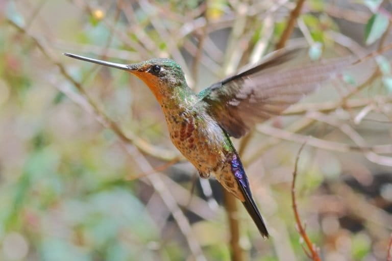 Blue-throated Starfrontlet