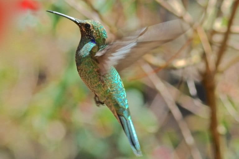 A juvenile sparkling violetear hovering. 